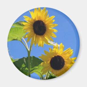 Aimant Tournesol