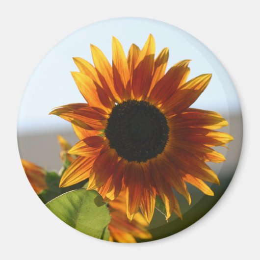Aimant Tournesol (Devant)