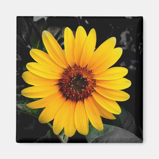 Aimant Tournesol 2 (Devant)