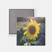 Aimant tournesol au coucher du soleil — (Recto/Verso)