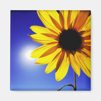 Aimant Tournesol dans l'aimant du soleil