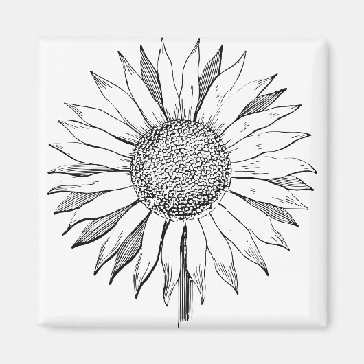 Aimant Tournesol illustré (Devant)