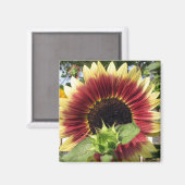 Aimant Tournesol Razzmatazz (Recto/Verso)