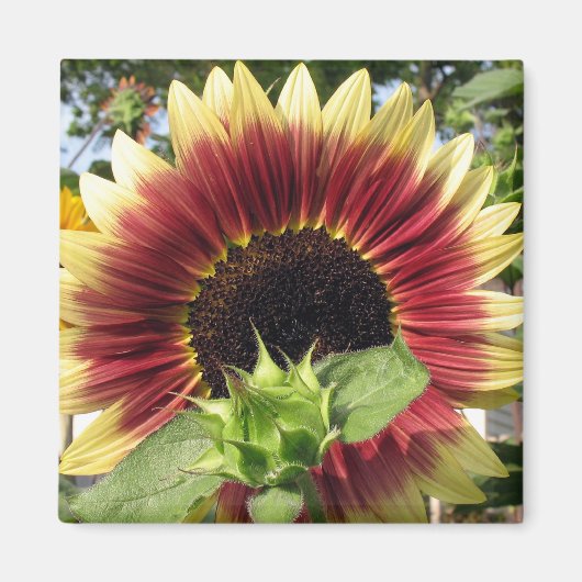 Aimant Tournesol Razzmatazz (Devant)