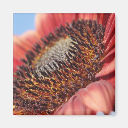 Aimant Tournesol rouge (Devant)