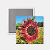 Aimant Tournesol rouge avec abeille (Recto/Verso)