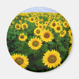 Aimant Tournesols