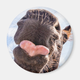 Aimant Tout droit de la Bouche du Cheval Funny Horse Phot