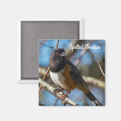 Aimant Towhee tachetée (Recto/Verso)