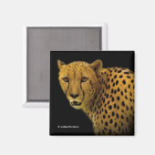 Aimant Traces commerciales avec un magnifique guépard (Recto/Verso)