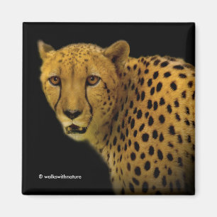Aimant Traces commerciales avec un magnifique guépard