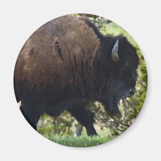 Aimant Traversée de bisons (Devant)