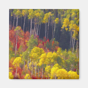 Aimant Trembles colorés dans le canyon Logan Utah dans l'