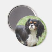 Aimant Tri Couleur Cavalier King Charles Spaniel Chiot (Recto/Verso)