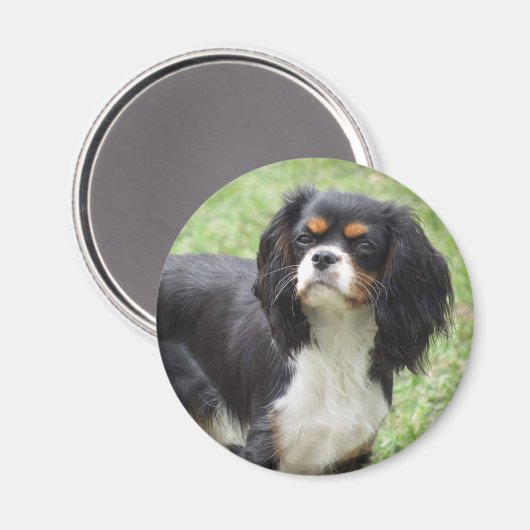 Aimant Tri Couleur Cavalier King Charles Spaniel Chiot (Recto/Verso)
