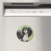 Aimant Tri Couleur Cavalier King Charles Spaniel Chiot (In Situ (Lave-vaisselle))