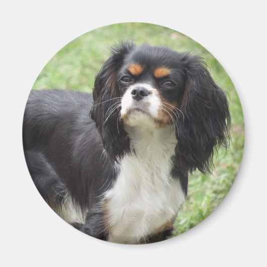 Aimant Tri Couleur Cavalier King Charles Spaniel Chiot (Devant)