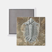 Aimant Trilobite (Recto/Verso)