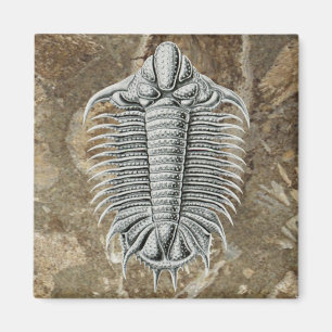 Aimant Trilobite