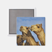 Aimant Trio de chameaux, marché aux chameaux, Le Caire, E (Recto/Verso)