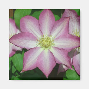Aimant Trio de Clematis Pink and White Spring Vine