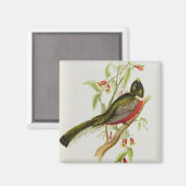 Aimant Trogon Ambiguus (Recto/Verso)