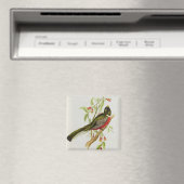 Aimant Trogon Ambiguus (In Situ (Lave-vaisselle))