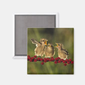 Aimant Trois bébés Oiseaux Lanius Schach (Recto/Verso)