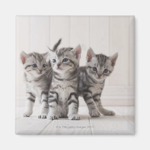 Aimant Trois chatons de Shorthair d'Américain