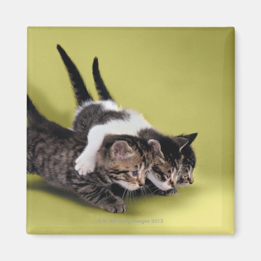 Aimant Trois chatons se serrant dans leurs bras (Devant)