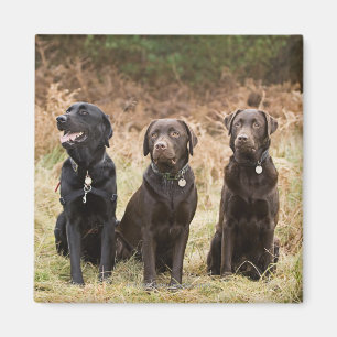 Aimant Trois chiens d'arrêt de Labrador noirs