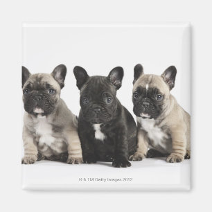 Aimant Trois Chiots Pedigree