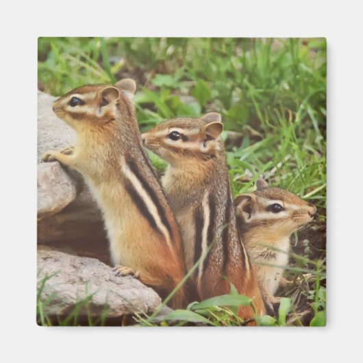Aimant Trois Chipmunks pour bébés (Devant)