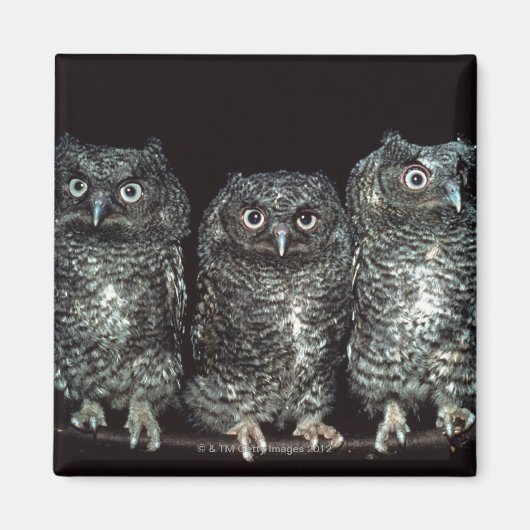 Aimant trois chouettes (Devant)