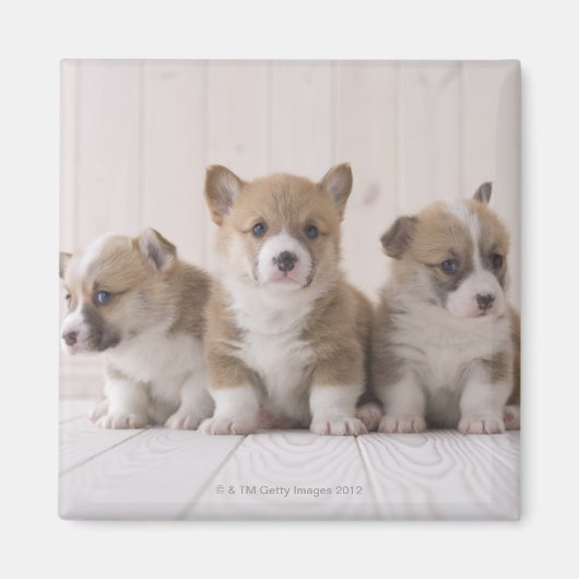 Aimant Trois Corgi gallois (Devant)