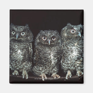 Aimant trois hiboux