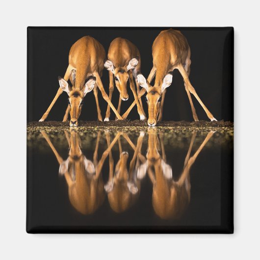 Aimant Trois impalas boivent ensemble la nuit (Devant)