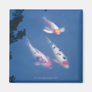 Aimant Trois koi japonais dans l'étang