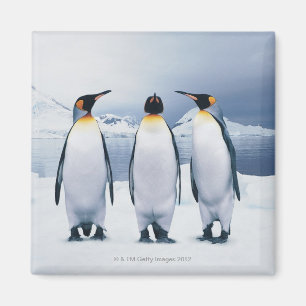 Aimant Trois le Roi pingouins