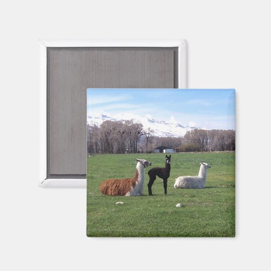 Aimant Trois Llamas En Champ (Recto/Verso)