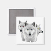 Aimant Trois Loups blancs (Recto/Verso)