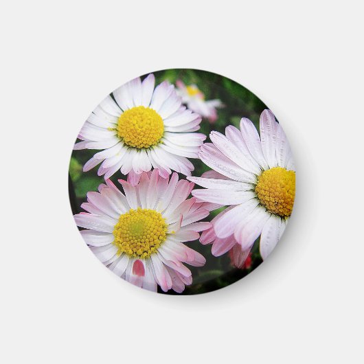 Aimant Trois marguerites rose et blanc (Devant)