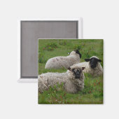 Aimant Trois moutons (Recto/Verso)