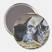 Aimant Trois Petits Chatons (Recto/Verso)