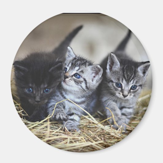 Aimant Trois Petits Chatons (Devant)