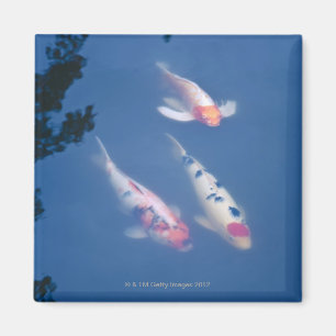 Aimant Trois poissons japonais de koi dans l'étang