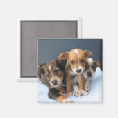 Aimant Trois Pups (Recto/Verso)