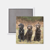Aimant Trois récupérateurs Black Labrador (Recto/Verso)