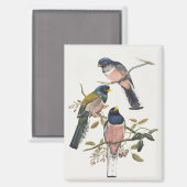 Aimant Trois Trogons Vibrants Perché Branche Oiseau Vinta (Recto/Verso)