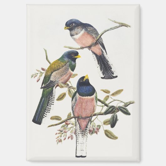 Aimant Trois Trogons Vibrants Perché Branche Oiseau Vinta (Recto)